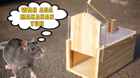 Cara Membuat Jebakan Tikus yang Murah dan Efektif